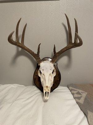 Five Valley Taxidermy