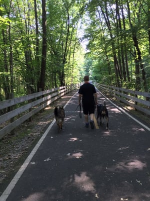 Loose lead training with two dogs, I own the Greater Swiss on the right and I can't recommend Puppy Einstein enough!