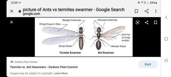 This is a quick easy way to determine whether you have termites or ants