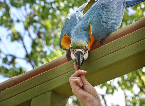 Bird Training Tampa FL