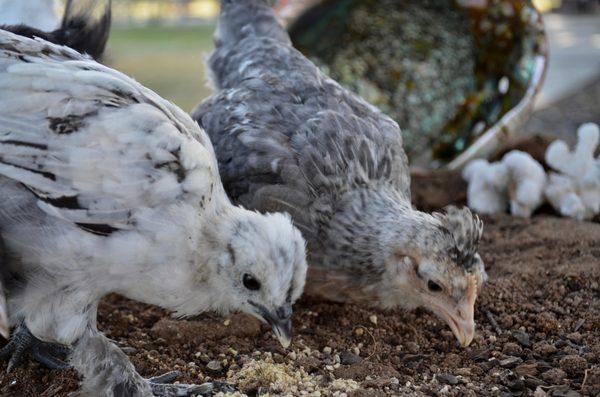 Backyard Chickies