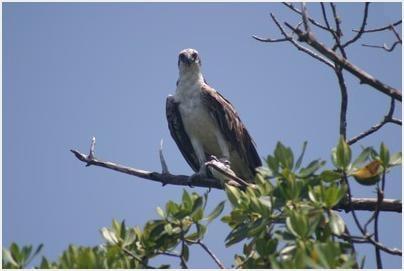 Osprey are plentiful here and can often be seen carrying fish to their nest.