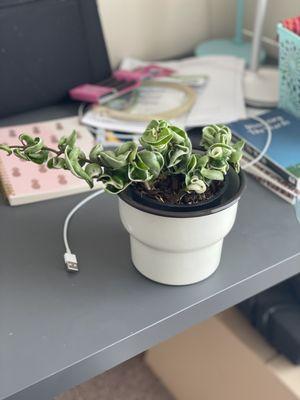 Variegated Hoya rope plant