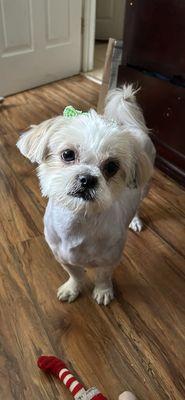 Ginger hair cut and paws