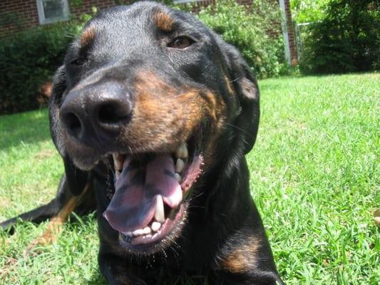 Dog smiles, courtesy of Decatur Barks and recreation