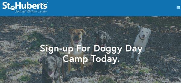 Doggy Day Camp