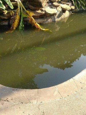 Leaving your pool in this state can cause staining. Please do not hesitate to call us!