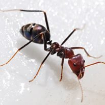 A worker Ant