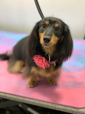 Lillibet the Long Haired Dachshund