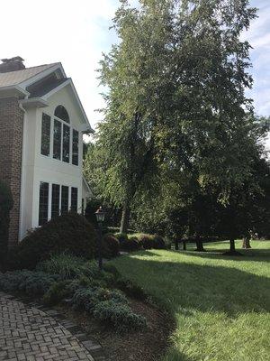 Tree removed next to house very expensive landscaping beneath Tree was done by Rons tree service and Removal