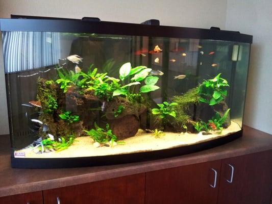 75gl Bowfront Planted Aquarium