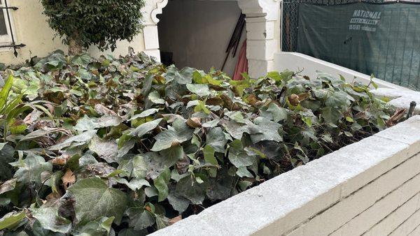 Construction dust covering the ivy of the property to the north or 1216 N Flores St, an Orion Construction site.