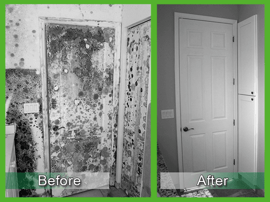 Black Mold Removal, Mold Remediation