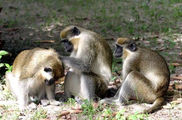 This is the hygiene group!  It's good to help each other with hygiene; don't want cooties jumping from you to your friends!