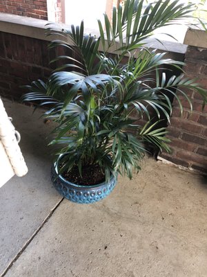 This palm was on sale for $10!