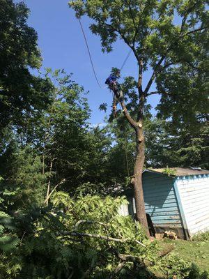 Tree trimming