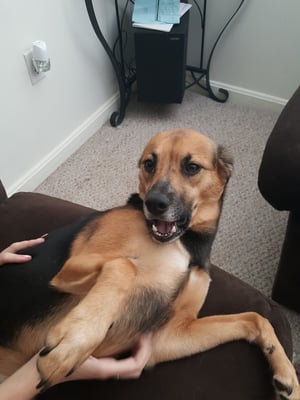 Puppy happy after a fun day at daycare.