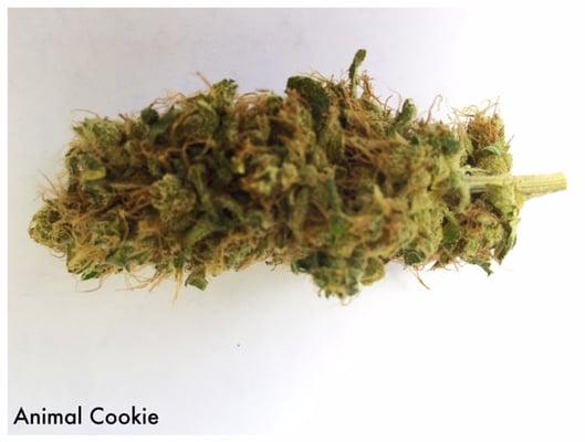 Just one of our many killer strains: Animal Cookie