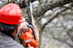 Craig Kurkela Arborist