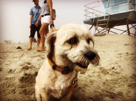 Lemon at the beach