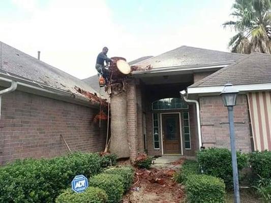 Removing a palm tree.