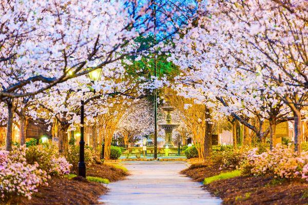 Cherry Blossoms - Macon, GA