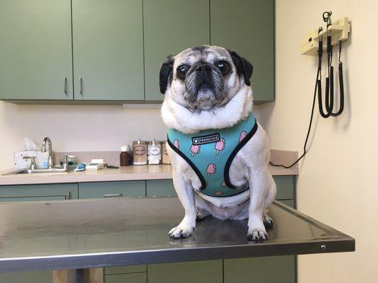 Lucy at the Vet. time to update Rabies shot.