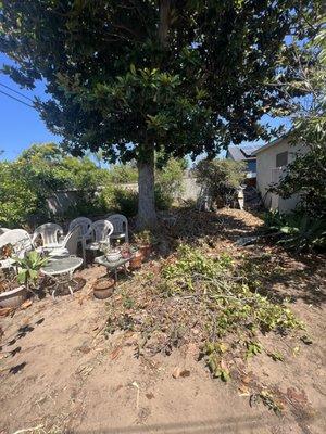 This is a 30 foot tree that was removed