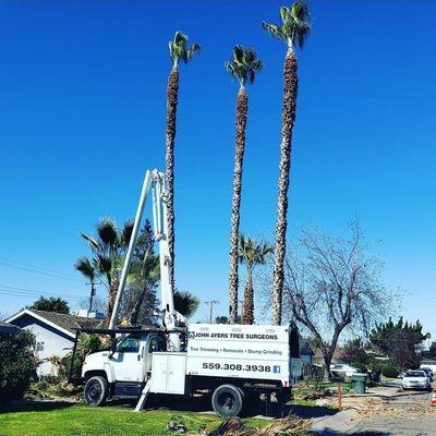 We trim All trees including palm trees. We also remove trees and grind out stumps.