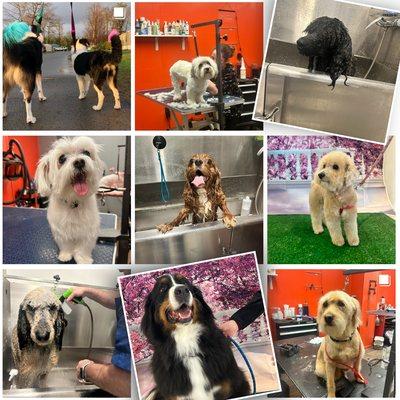 A week in the grooming room!