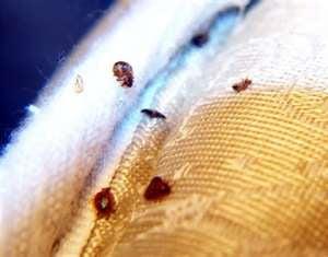 Bed Bug Control Paramount CA