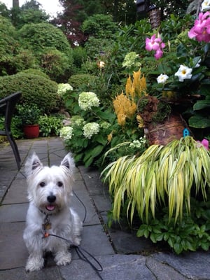 My dog, Bodie and a container with hacka grass & a fairy house.