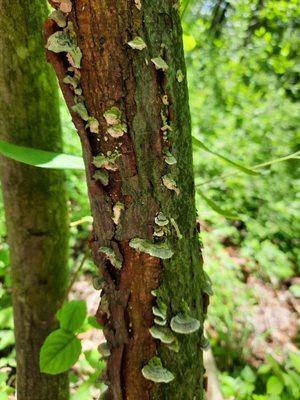 Inch worm and fungus