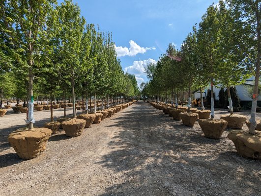 Rows and Rows of 15' and up Maples