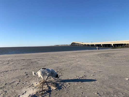 Teddy enjoying the beach! Making new friends!