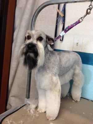 This was taken of Gracie at another shop, I still do her at my own shop!  Such a good girl....