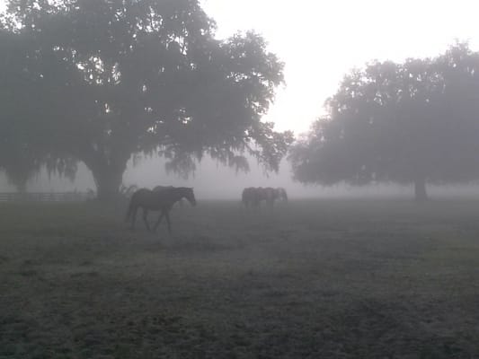 Black Grove Stables