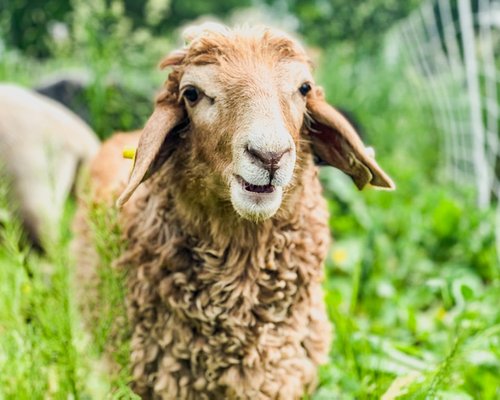 We are home to a herd of Karakul sheep, a Livestock Conservancy endangered breed.