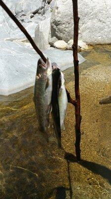 Three rainbow trout fish