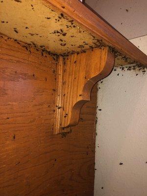 Roach infestation. Call today for your free quote. 479-4 14-6308