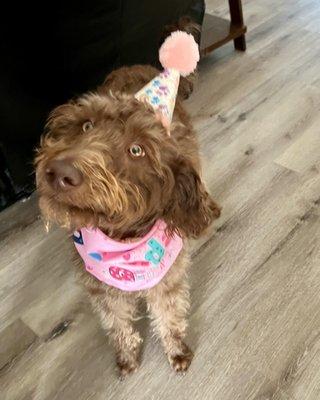 LUCY LUVS HER DAYCARE She just turned 1 this was her bday outfit.  This is a great place and she luvs going.  They are very good to her!