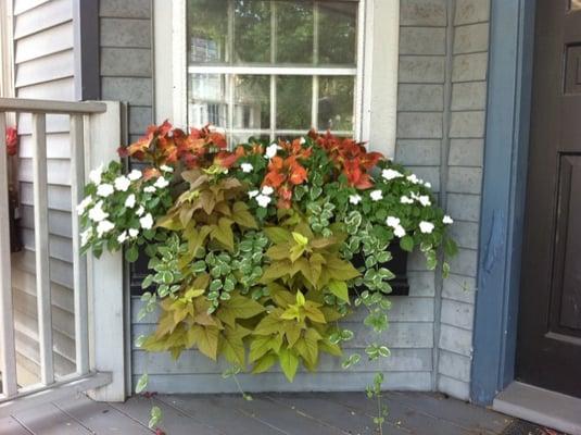 summer windowbox