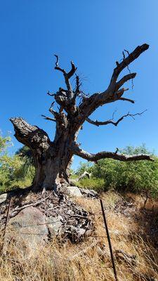 Cuyamaca Rancho State Park