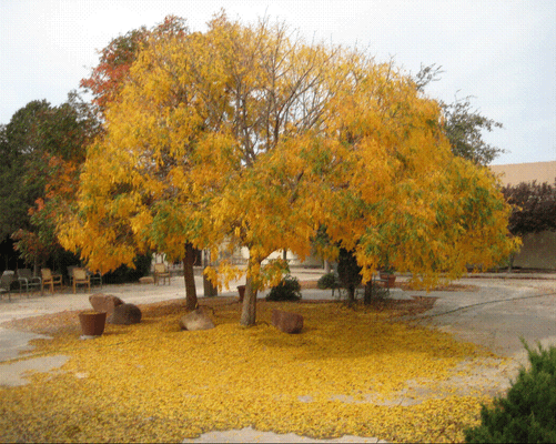 Fall colors in our courtyard.