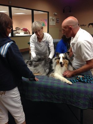 Pup receiving the benefits of massage, at Bancroft School of Massage Therapy