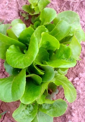 Butter Lettuce