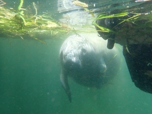 Personal (and wonderfully extended) visit with one of the residents of Crystal River