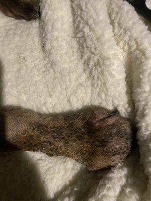 Swollen Paw after Splint was Removed to Clean