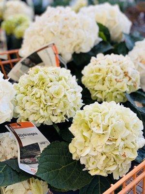 lime light hydrangeas! My fav color :))