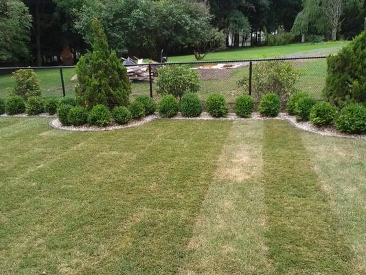 a new lawn installation